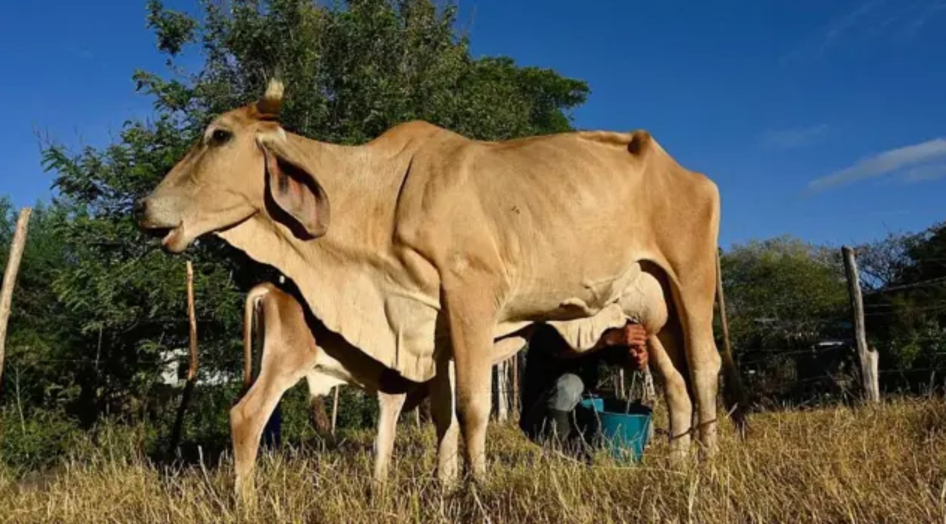 Uma seca histórica do El Niño está devastando o Corredor Seco da América Central, transformando rios em caminhos de terra e poeira e deixando o gado morrer de sede e fome. Mais de 4,2 milhões de pessoas na região podem enfrentar insegurança alimentar à medida que agricultores de subsistência perdem suas colheitas de milho e feijão.

O Programa Mundial de Alimentos da ONU está ampliando a assistência em dinheiro e a distribuição de alimentos para impedir que famílias vendam seus animais ou se endividem ainda mais. Cientistas alertam que este El Niño está entre os mais fortes desde 1900, e a crise climática intensifica seus impactos.

É urgente apoiar as comunidades na Guatemala, Honduras, El Salvador, Nicarágua e Costa Rica enquanto os campos secam e a fome se espalha.
