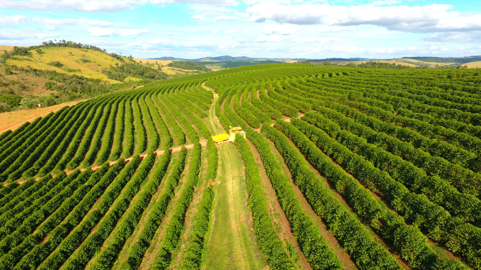 Os produtores de café do Brasil entram na adubação da safra 2027/28 com bem menos poder de fogo. Segundo a análise do Cepea/Esalq/USP, o cafeicultor precisou de quase 19,4% mais café em setembro só para comprar a mesma quantidade de adubo que adquiria em agosto, um aperto brutal que chega justamente no início da primeira adubação da próxima safra.

O motivo é uma oscilação violenta de preços. O arábica foi negociado na casa dos R$ 1.600 a saca de 60 kg neste ano, uma queda acentuada frente ao recorde de R$ 2.700 do ciclo anterior, enquanto o robusta girou perto de R$ 990. Com margens mais apertadas, cada compra de insumo vira um cálculo de alto risco e o planejamento das próximas remessas já está em andamento.

E o clima não ajuda. Um inverno mais úmido, chuvas atípicas em julho que atingiram cerca de 30% da lavoura ainda não colhida e a influência do El Niño colocam em risco a qualidade dos grãos, o sabor da bebida e o valor das exportações. O mercado global segue dependente da produção brasileira e não tira os olhos do país.
