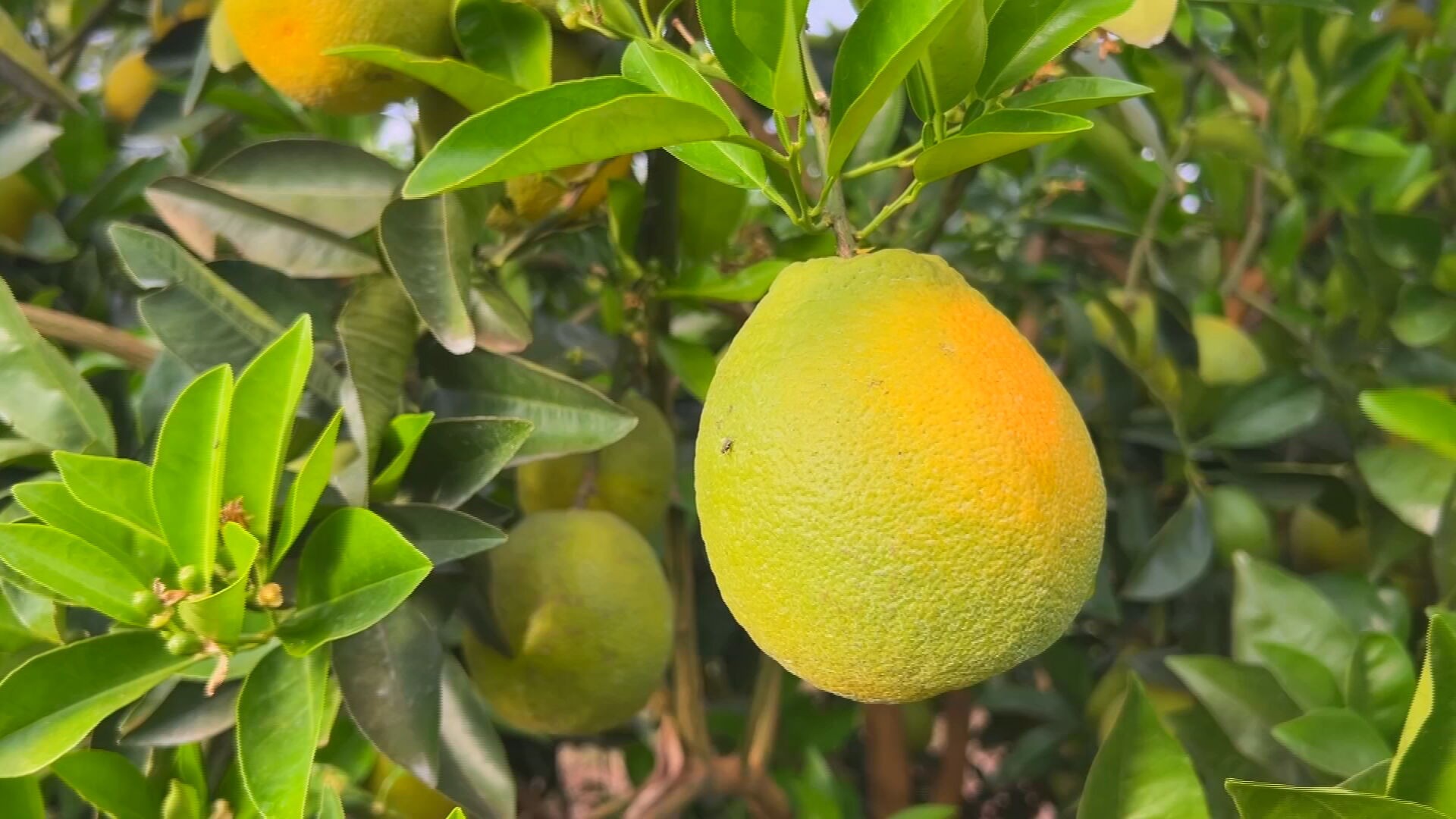Os laranjais do interior de São Paulo estão produzindo mais, mas o mercado não está compensando. Em Olímpia, um citricultor espera colher 30 mil caixas de laranja-pêra-rio, o dobro do ano passado, e ainda assim não conseguiu vender metade da produção em dois meses.

A conta não fecha: a caixa custa R$ 35 para ser produzida e está sendo vendida por R$ 22. A caixa de 40 quilos, que já chegou a R$ 70, hoje sai por R$ 33. Com a queda no consumo de suco e a indústria comprando pouco, há produtores em Guaraci trocando pés de laranja por mamoeiros para reduzir o prejuízo.