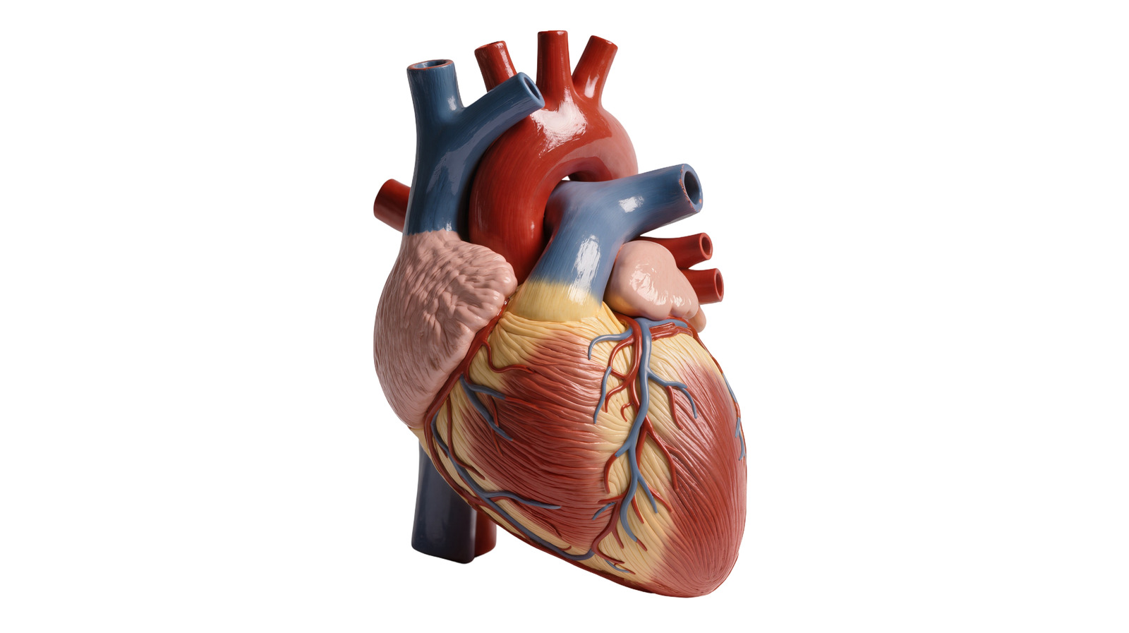 A FDA aprovou a válvula Autus Size-Adjustable, a primeira válvula pulmonar artificial projetada para crescer com as crianças. Ela pode ser expandida após a cirurgia com um cateter-balão, potencialmente eliminando várias intervenções cirúrgicas. É um avanço enorme para a cardiologia pediátrica e para milhares de bebês que nascem todos os anos com defeitos congênitos nas válvulas cardíacas.

Diferente dos implantes tradicionais feitos de tecido animal, que podem endurecer e se degradar mais rápido, a Autus usa flaps poliméricos e mostrou melhor durabilidade após um ano. Para famílias que enfrentam cirurgias repetidas, essa inovação traz esperança, menos risco e mais tempo para as crianças viverem a infância.