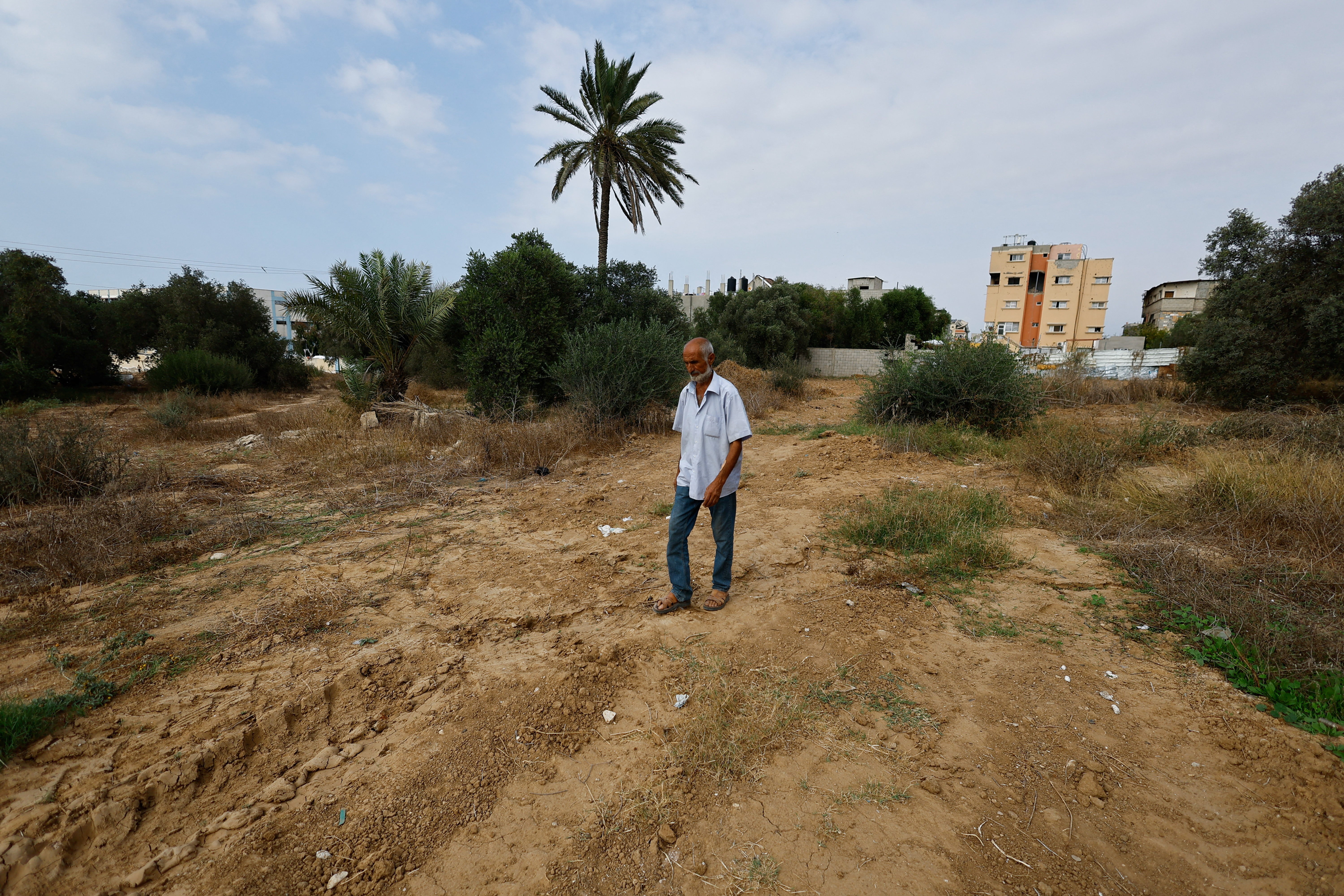 Tropas e tratores israelenses destruíram a maior parte dos olivais de Gaza, bloqueiam o acesso de famílias palestinas às terras e cortam uma fonte vital de alimento e renda. A colheita que costumava chegar a 40 mil toneladas de azeitonas caiu para cerca de 5 mil, e apenas 150 mil das 2 milhões de oliveiras continuam de pé.

A destruição não é dano colateral: é um ataque prolongado à terra, à cultura e à sobrevivência palestina. Famílias que antes enchiam centenas de tambores de azeite agora mal produzem para a própria mesa, enquanto os preços no mercado de Gaza triplicaram.

O cerco e a impunidade militar devastam a vida civil. É preciso condenar o ataque a terras agrícolas e denunciar a política de despossessão que atinge o povo palestino.
