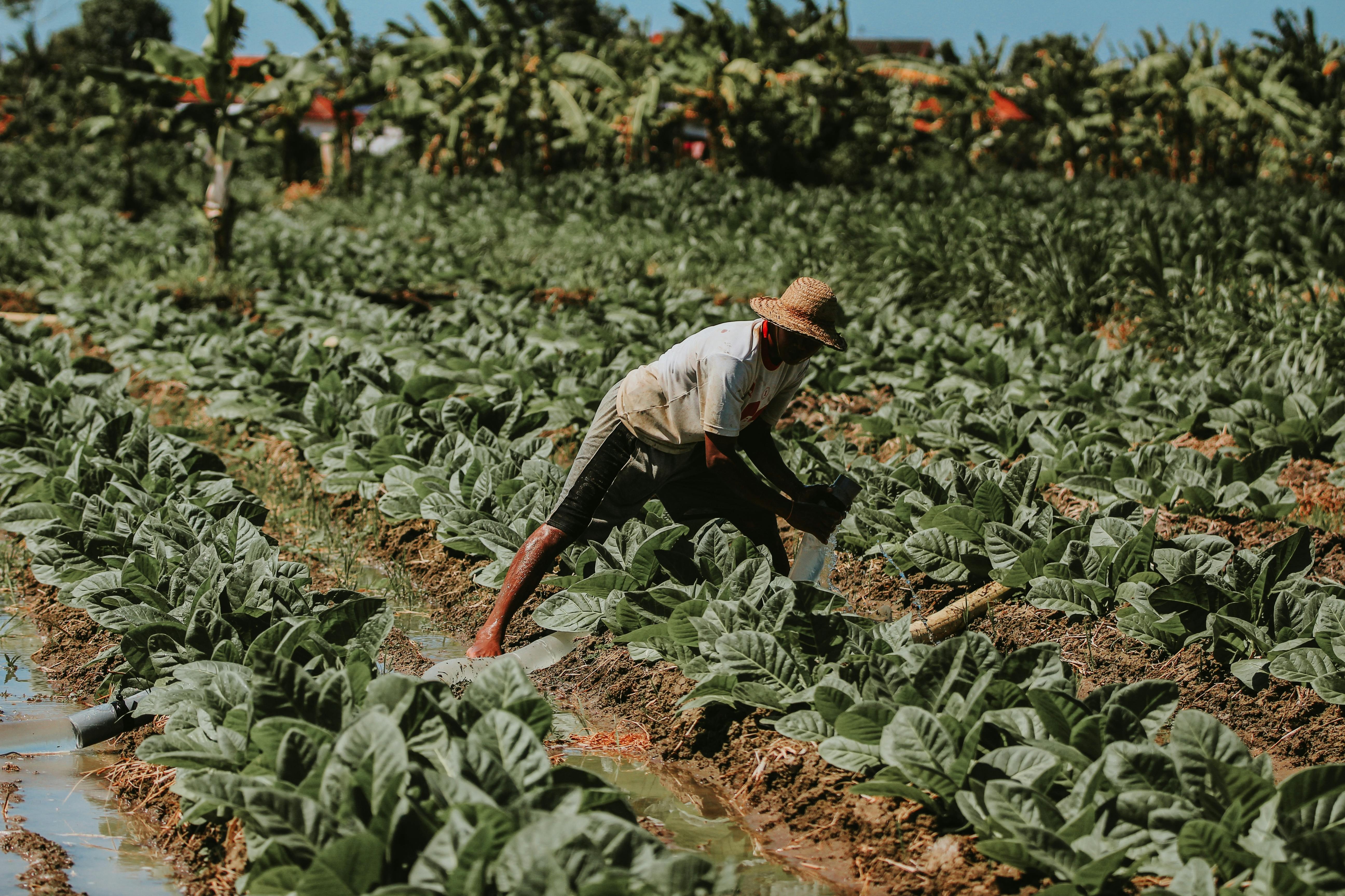 Os pedidos de recuperação judicial no agronegócio brasileiro caíram 20,7% no segundo trimestre em relação ao ano anterior, mas o alívio está longe de significar recuperação. Os dados da Serasa Experian revelam uma crise profunda para pequenos produtores e sem-terra, que continuam a lutar contra custos elevados e crédito seletivo.

Enquanto os grandes proprietários e gigantes do agronegócio podem respirar aliviados, os números contam outra história: produtores sem propriedades registraram 70 pedidos, mais do que qualquer outra categoria, seguidos por grandes proprietários com 51. Pequenos proprietários somaram 39 pedidos, escancarando a desigualdade brutal que define o modelo agrícola brasileiro.

Mato Grosso lidera com 107 pedidos, seguido por Goiás (84) e São Paulo (72). Só a soja concentra 70 solicitações. Diante da crise climática e da instabilidade econômica, o governo precisa intervir para proteger os mais vulneráveis, e não apenas os poderosos.