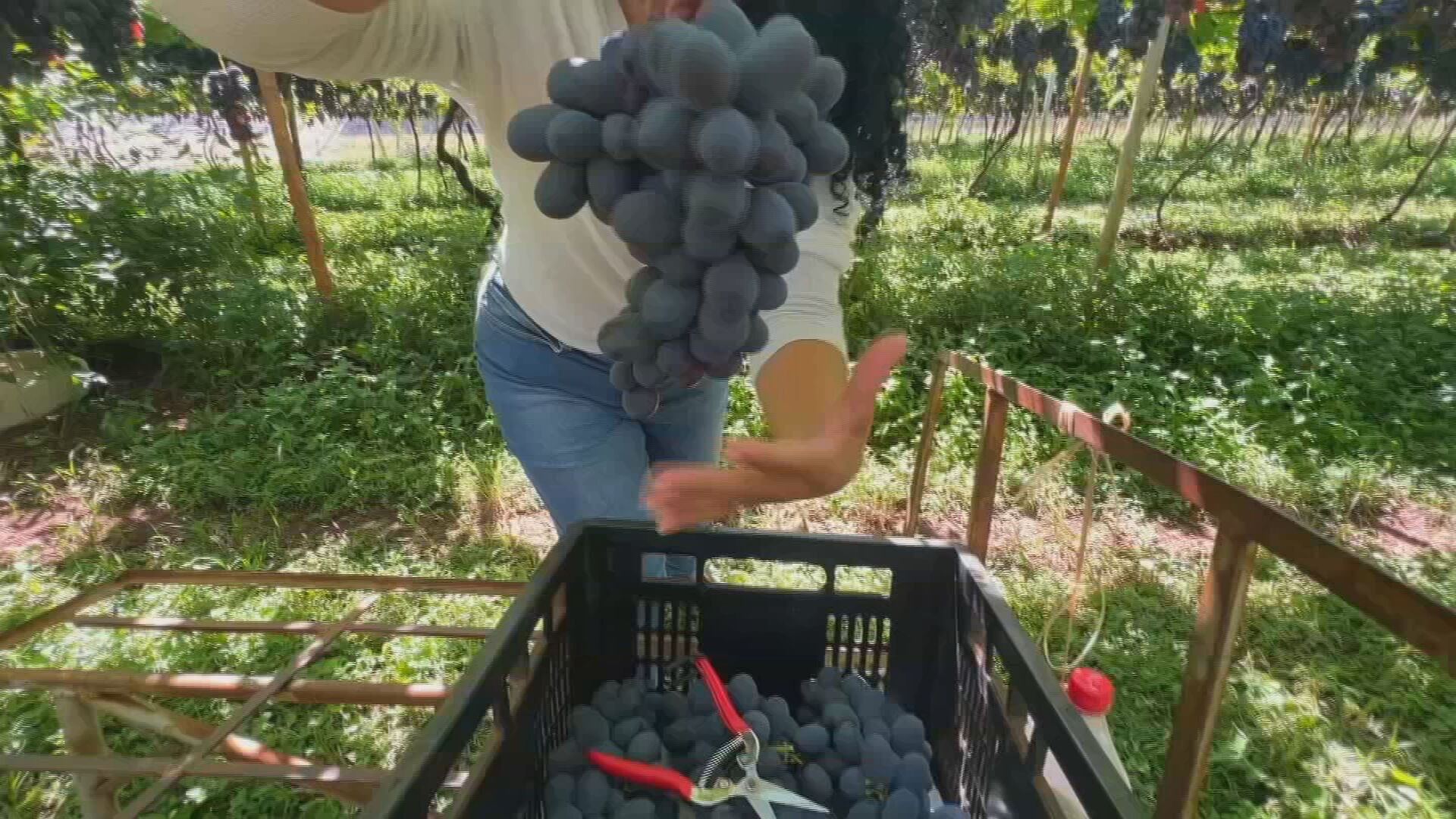 Uma nova uva está reescrevendo as regras da viticultura brasileira. Desenvolvida pela Embrapa Uva e Vinho, a variedade núbia, de casca escura, já ocupa 600 hectares na região de Jales (SP) e deve movimentar cerca de R$ 130 milhões nesta safra.

O segredo é a resistência. A núbia não sofre com o frio, mantém produção estável ao longo do ano e exige menos mão de obra por ser resistente a doenças fúngicas. Cerca de 350 viticultores cultivam a variedade, com colheita estimada em mais de 20 mil toneladas.

Com as chuvas atrasando variedades mais antigas e o preço subindo de R$ 5 para R$ 6,50 o quilo, a núbia se consolida como uma das uvas mais procuradas do país.