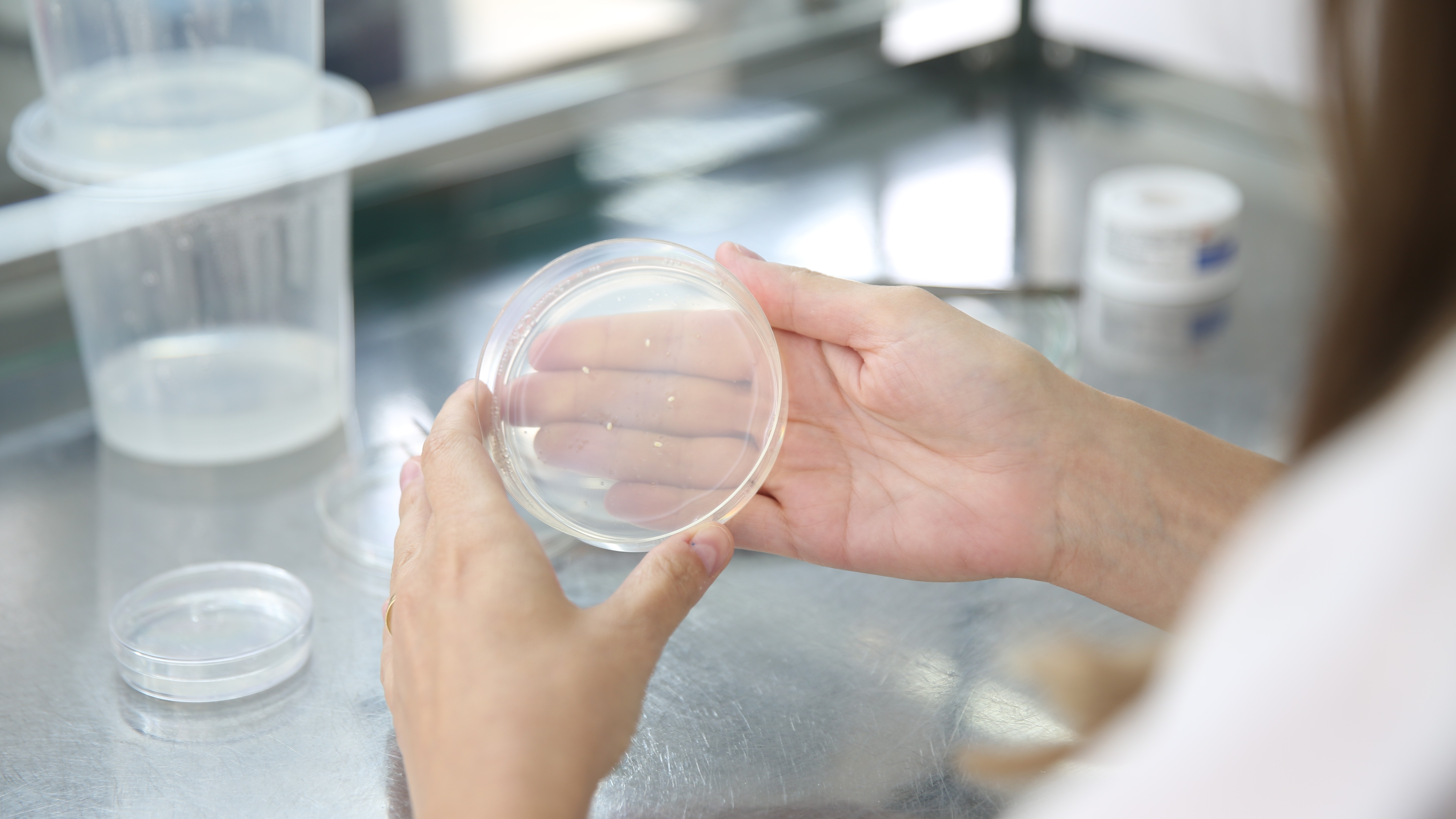 A Europa deu um passo histórico para as culturas editadas geneticamente. A UE aprovou a flexibilização das regras para alguns alimentos editados por técnicas como o CRISPR, separando-os dos transgênicos clássicos. Defensores afirmam que a medida pode ajudar agricultores a enfrentar secas, pragas e mudanças climáticas, reduzindo o uso de fertilizantes e pesticidas.

Mas os críticos alertam que os verdadeiros vencedores podem ser os gigantes da biotecnologia, não quem produz a comida. Grupos ambientalistas e organizações de pequenos agricultores denunciam que os lucros corporativos estão acima dos direitos dos agricultores e da segurança alimentar. A disputa sobre o que vai para a nossa mesa está longe de acabar.