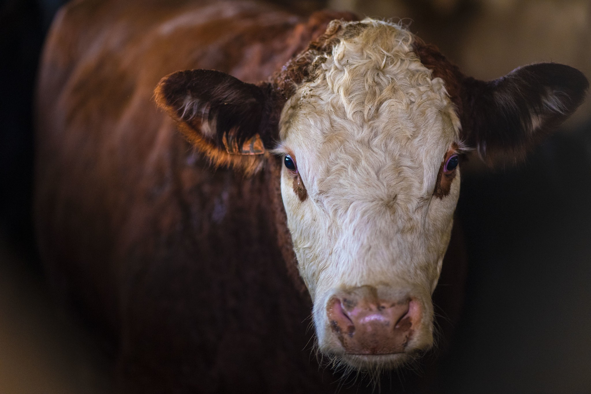 Produtores rurais nos EUA estão financiando anúncios contra republicanos alinhados a Donald Trump nas eleições de meio de mandato, revelando a insatisfação com tarifas, custos do diesel e regras de bem-estar animal.

O braço político da Associação Americana de Produtores de Carne já gastou cerca de US$ 2,9 milhões, com a maior parte dos recursos mirando a republicana Ashley Hinson, de Iowa, por seu apoio ao Save Our Bacon Act, que derrubaria leis estaduais mais rígidas de proteção animal.

Com produtores afetados por preços recordes do diesel, fertilizantes mais caros e queda nas exportações para a China, a revolta mostra que eleitores rurais tradicionalmente republicanos podem cobrar respostas da legenda de Trump.